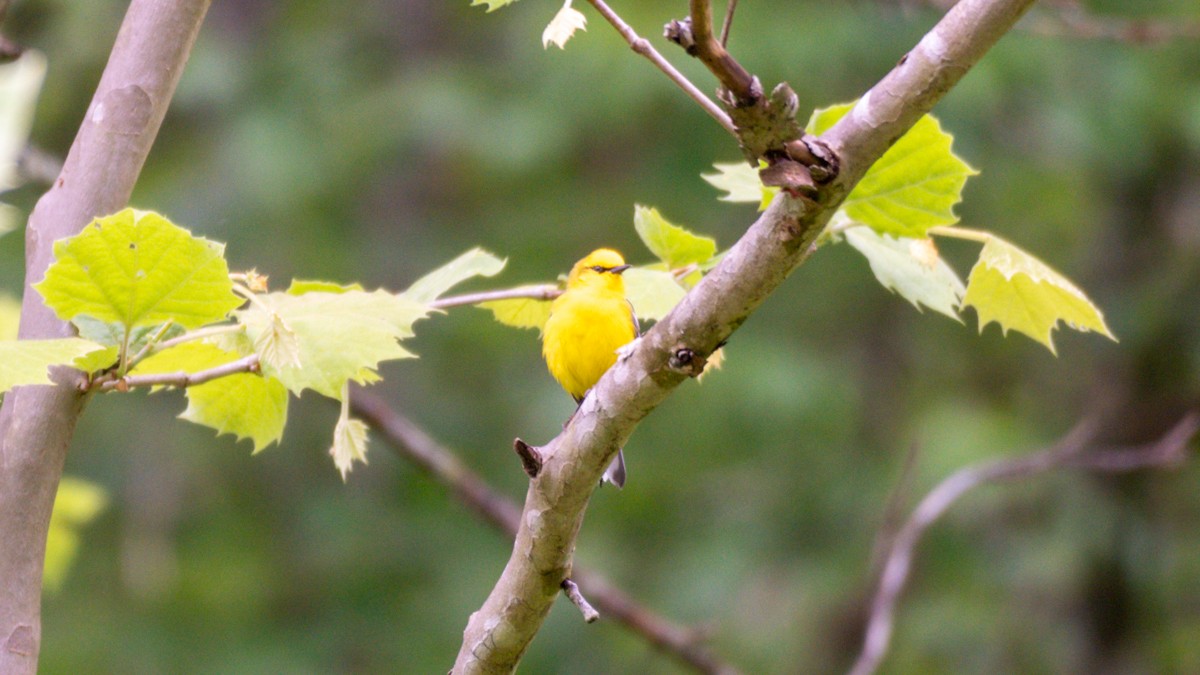 Blue-winged Warbler - Edward Lewis