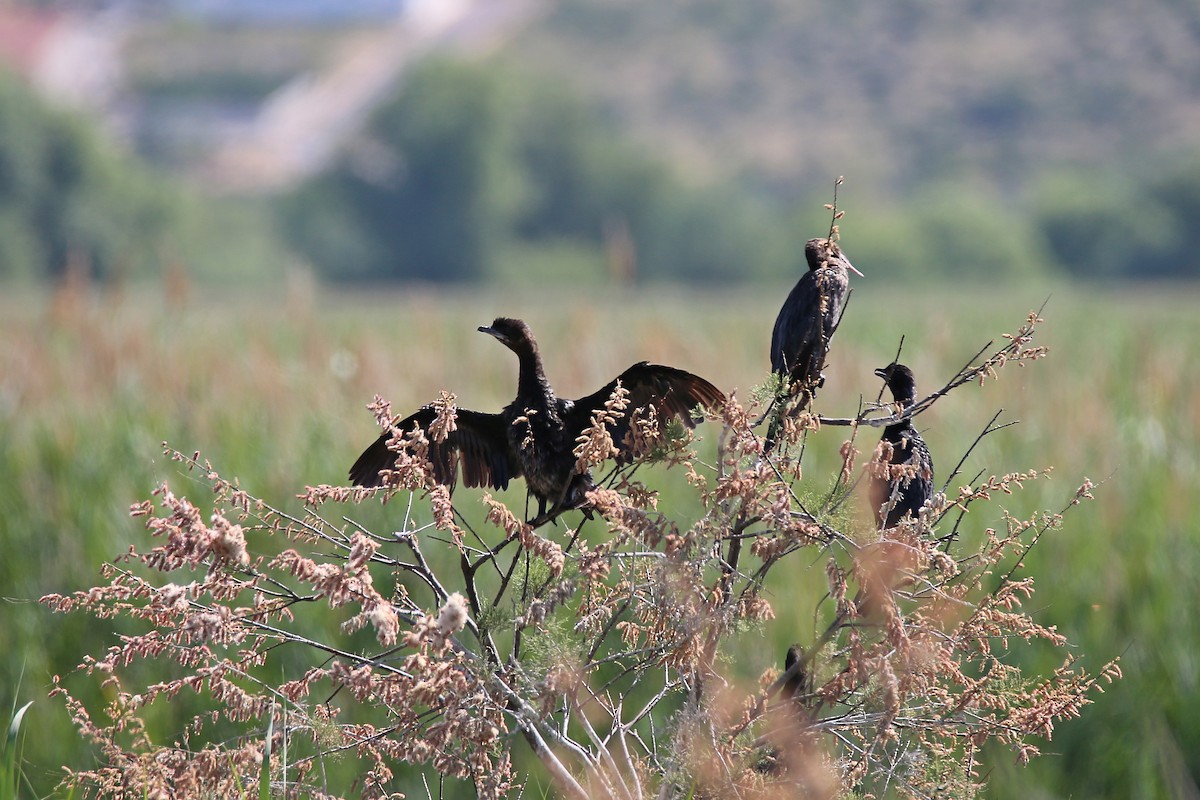 Pygmy Cormorant - ML619669050