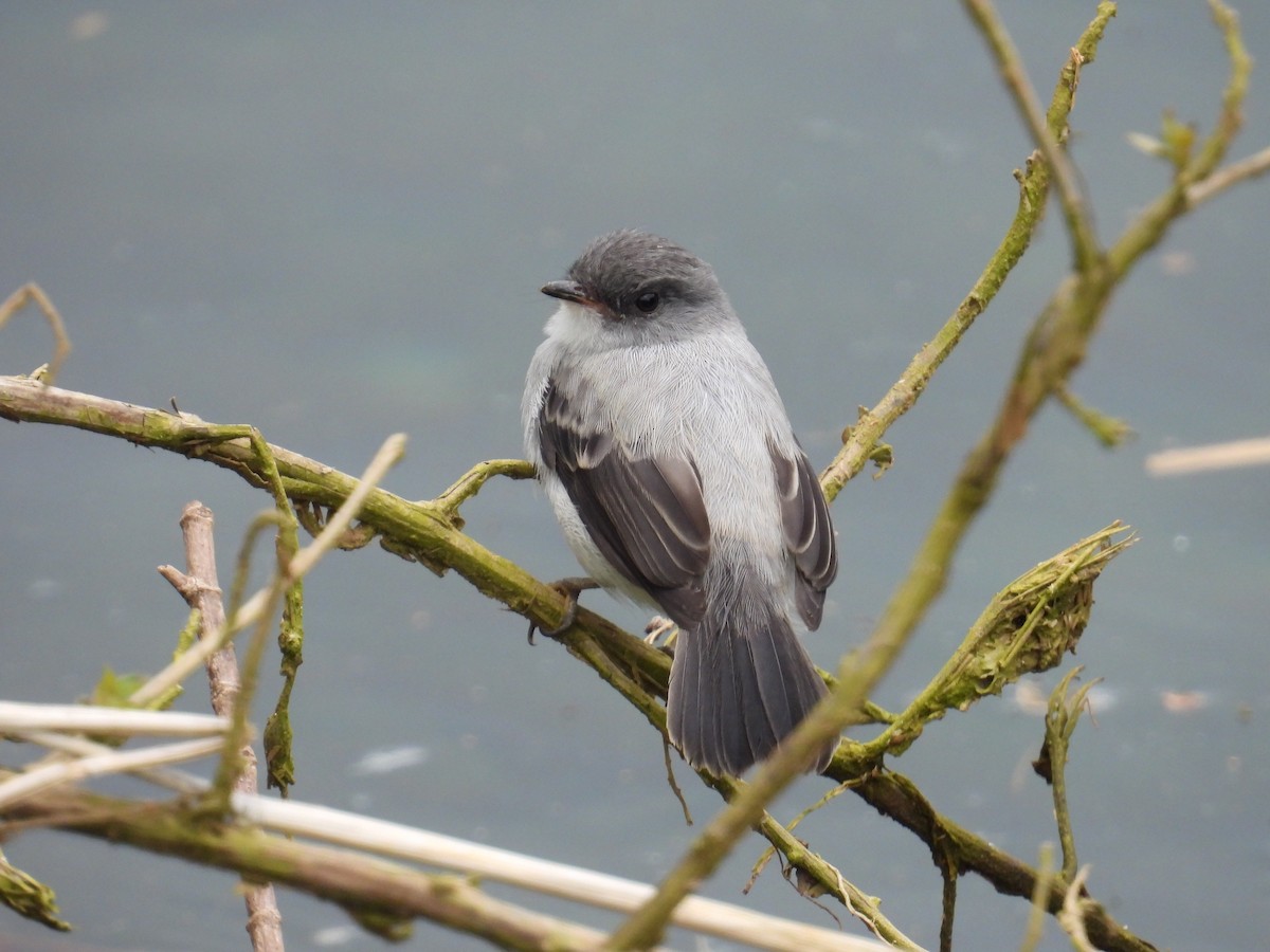 Torrent Tyrannulet - ML619669055