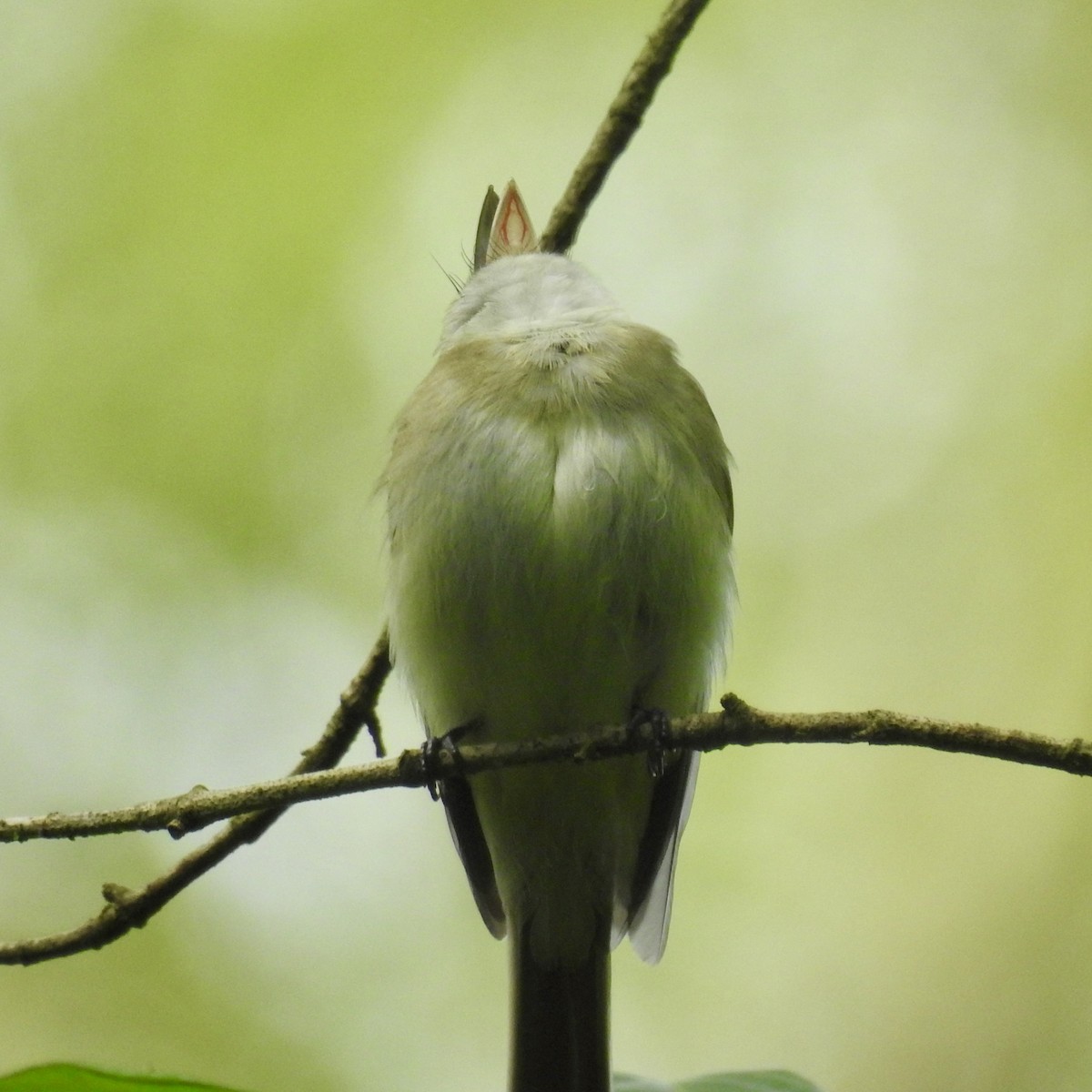 ミドリメジロハエトリ - ML619669058