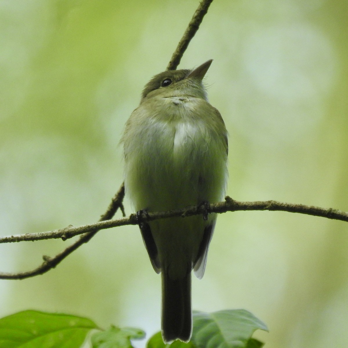 ミドリメジロハエトリ - ML619669059