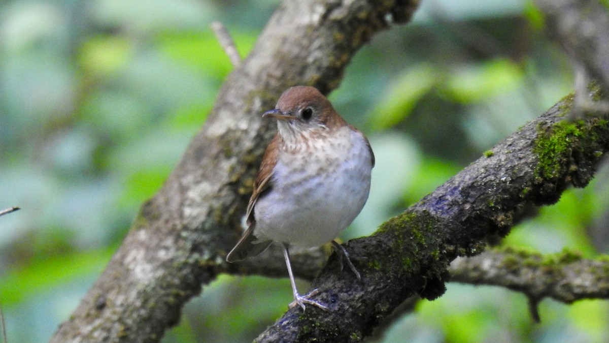 ビリーチャツグミ - ML619669075