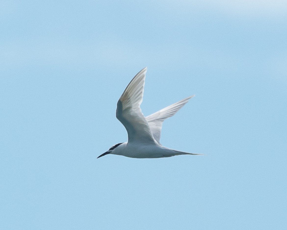 Black-naped Tern - ML619669076