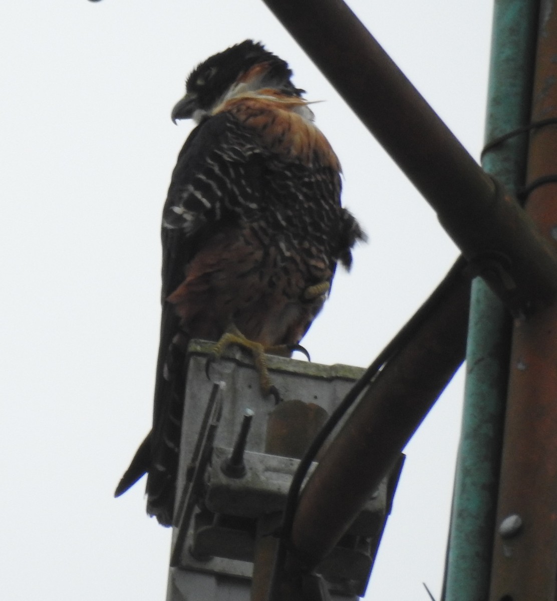 Orange-breasted Falcon - ML619669080