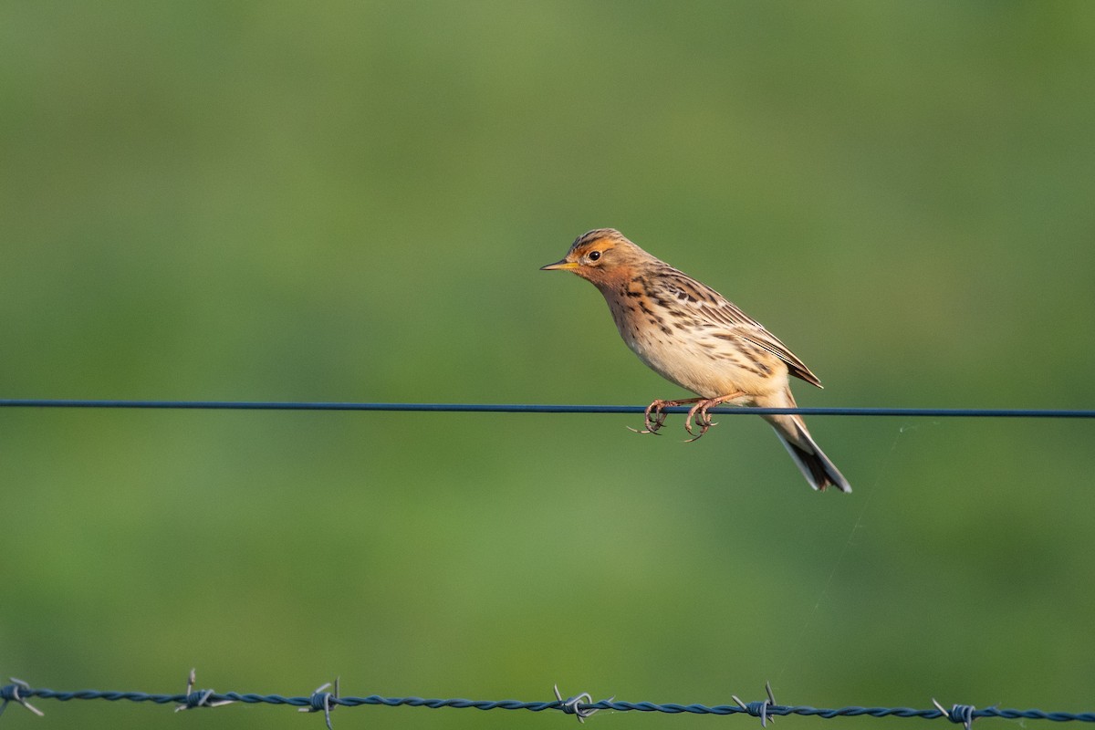 Red-throated Pipit - Tony  Rinaud