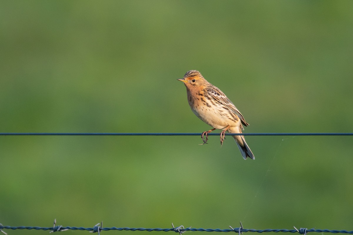 Pipit à gorge rousse - ML619669084