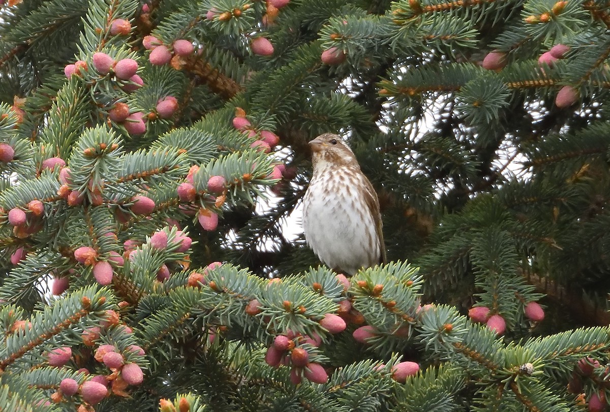 Purple Finch - Bernard LeBel