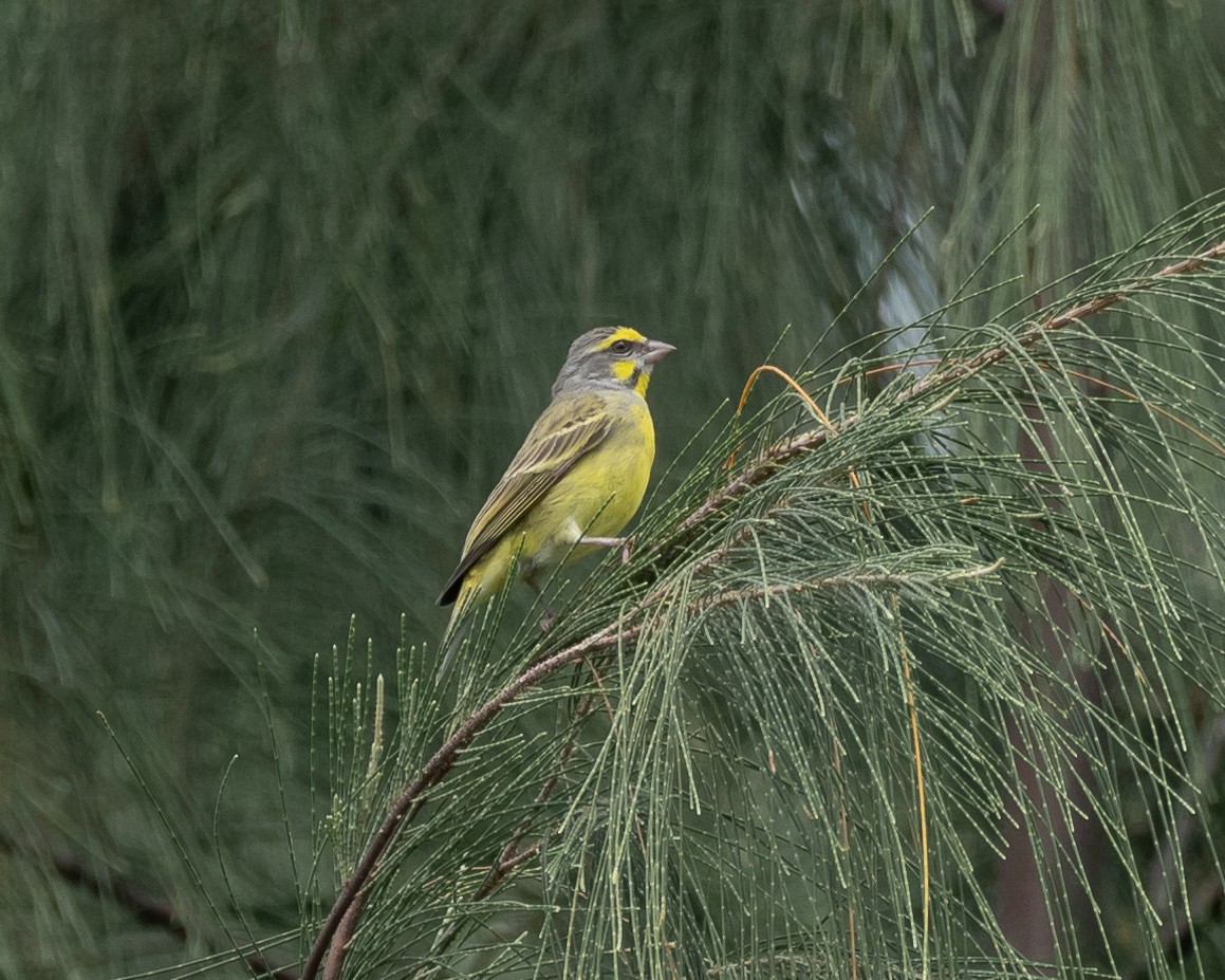 Yellow-fronted Canary - ML619669098