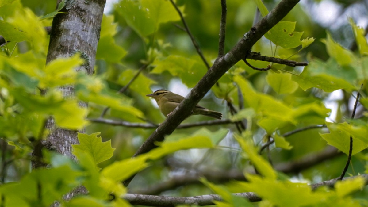 Worm-eating Warbler - Edward Lewis