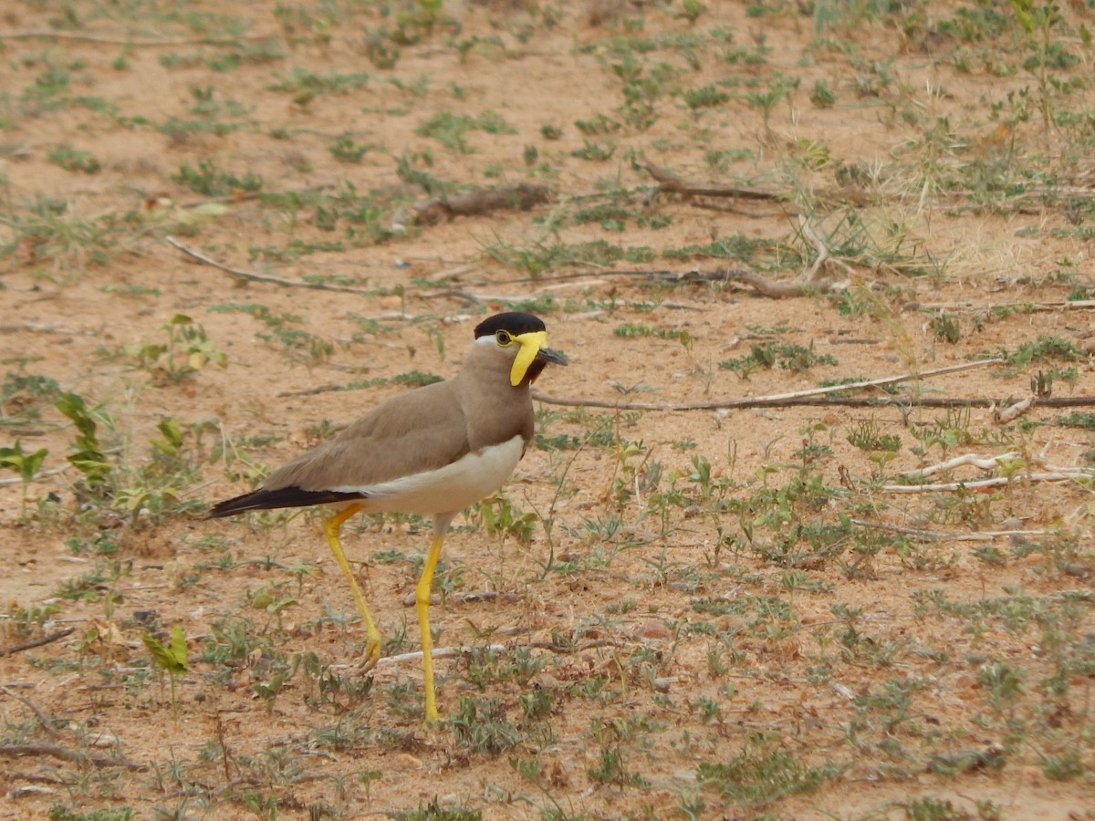 Yellow-wattled Lapwing - ML61966911