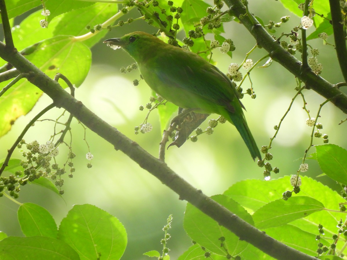 Blue-winged Leafbird - Joan Theng