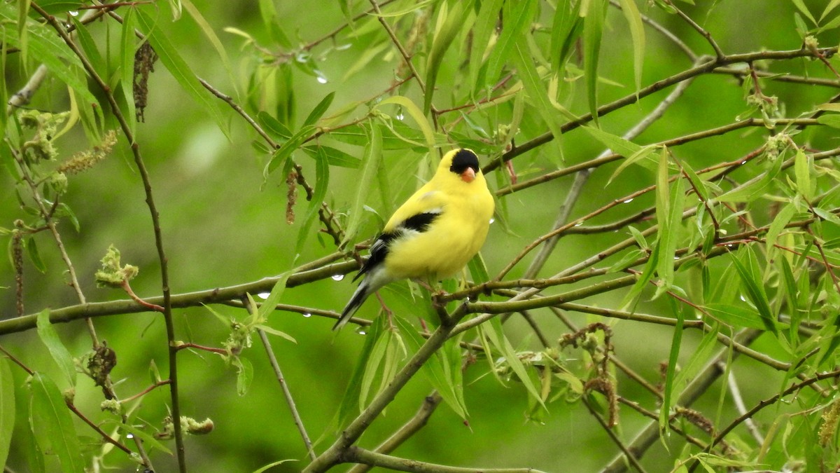 American Goldfinch - Keith Eric Costley