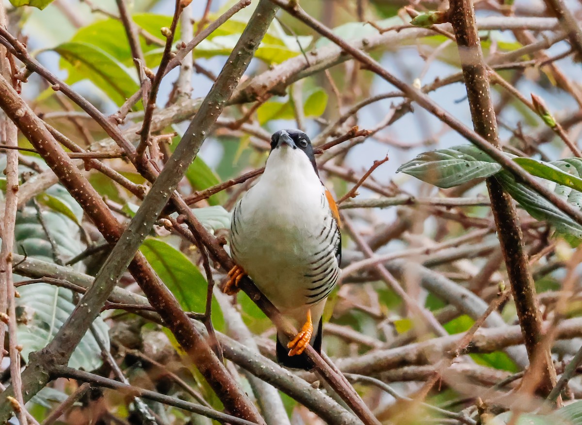 Himalayan Cutia - Peter Crosson