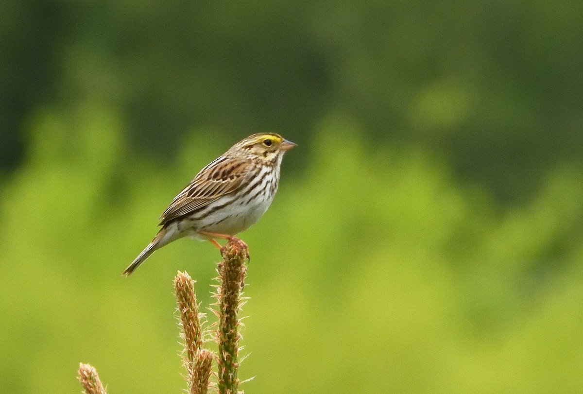 Savannah Sparrow - Bernard LeBel