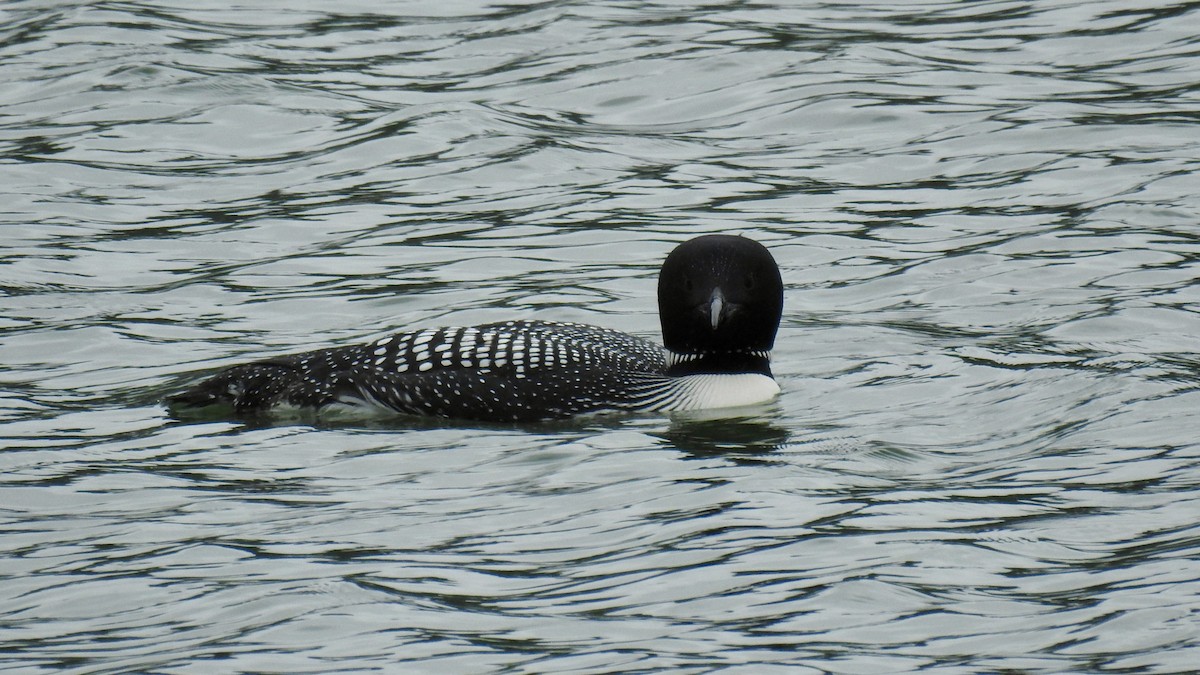 Common Loon - Keith Eric Costley
