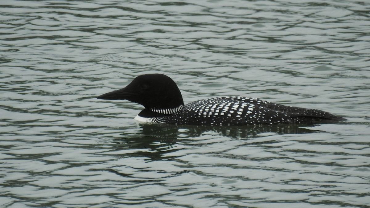 Common Loon - Keith Eric Costley