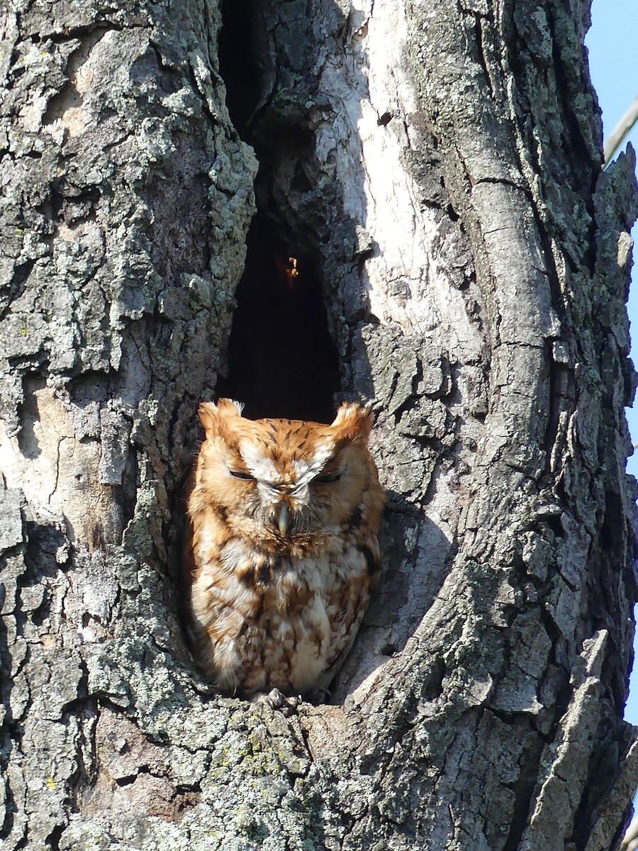 Eastern Screech-Owl - Karen McKinley