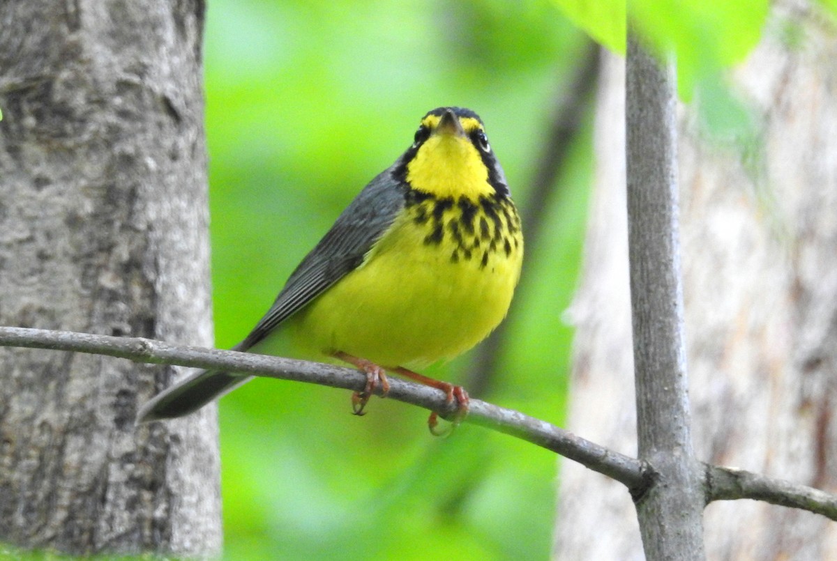 Canada Warbler - Finn Etter