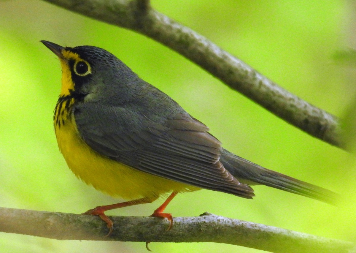 Canada Warbler - Finn Etter