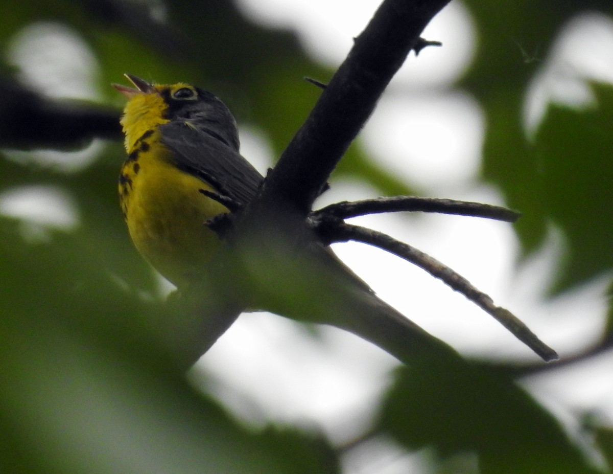 Canada Warbler - Finn Etter