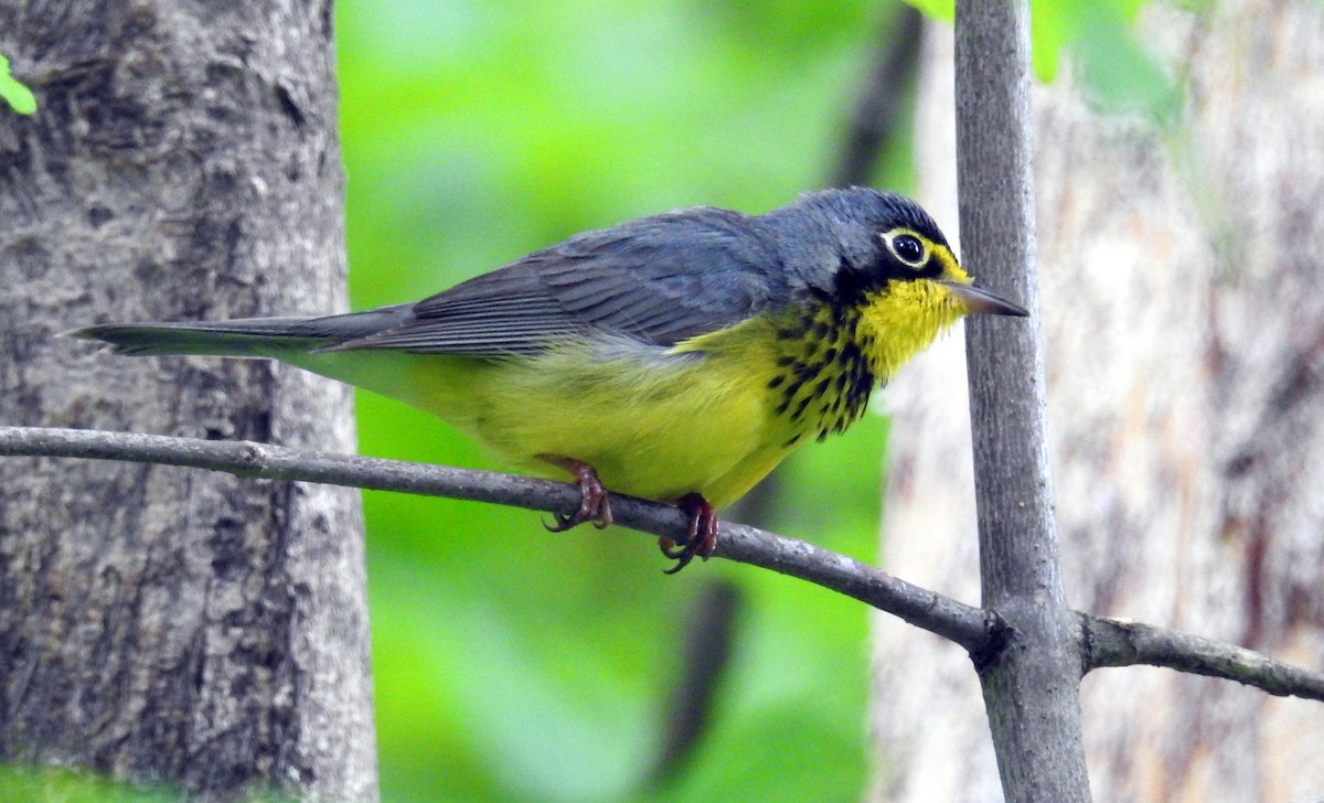 Canada Warbler - Finn Etter