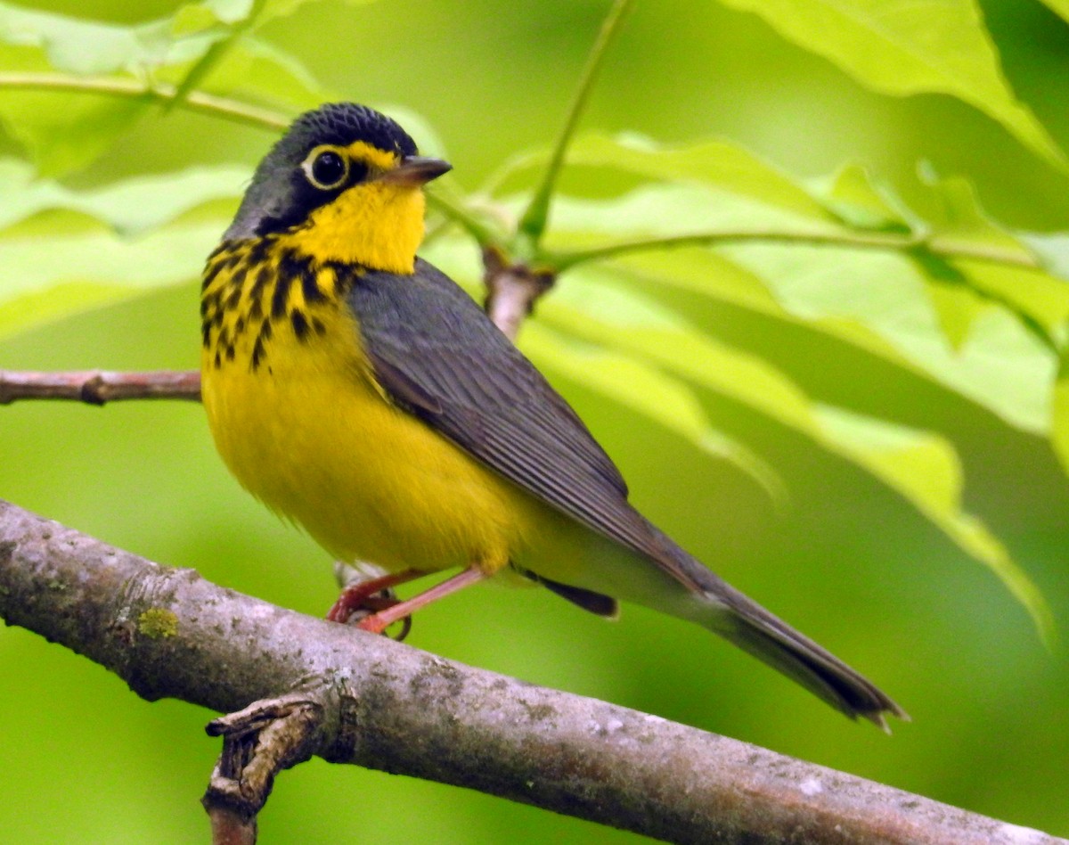 Canada Warbler - Finn Etter