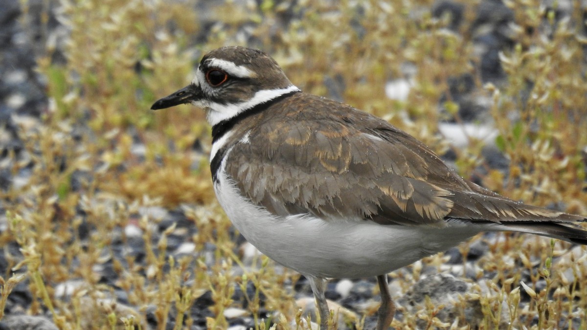 Killdeer - Keith Eric Costley