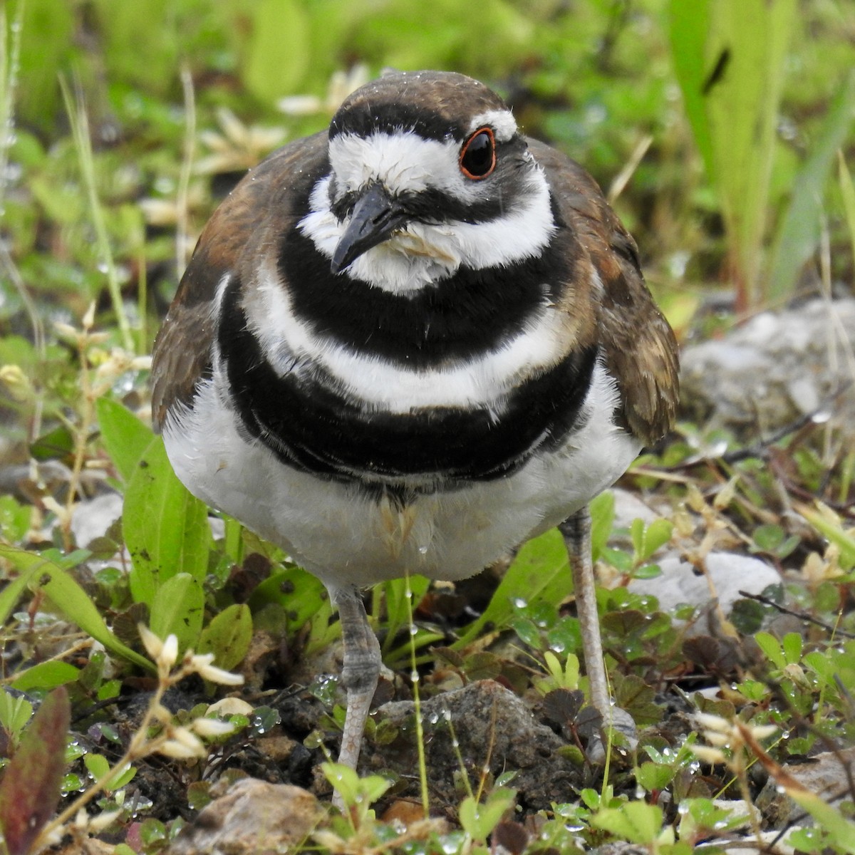 Killdeer - Keith Eric Costley