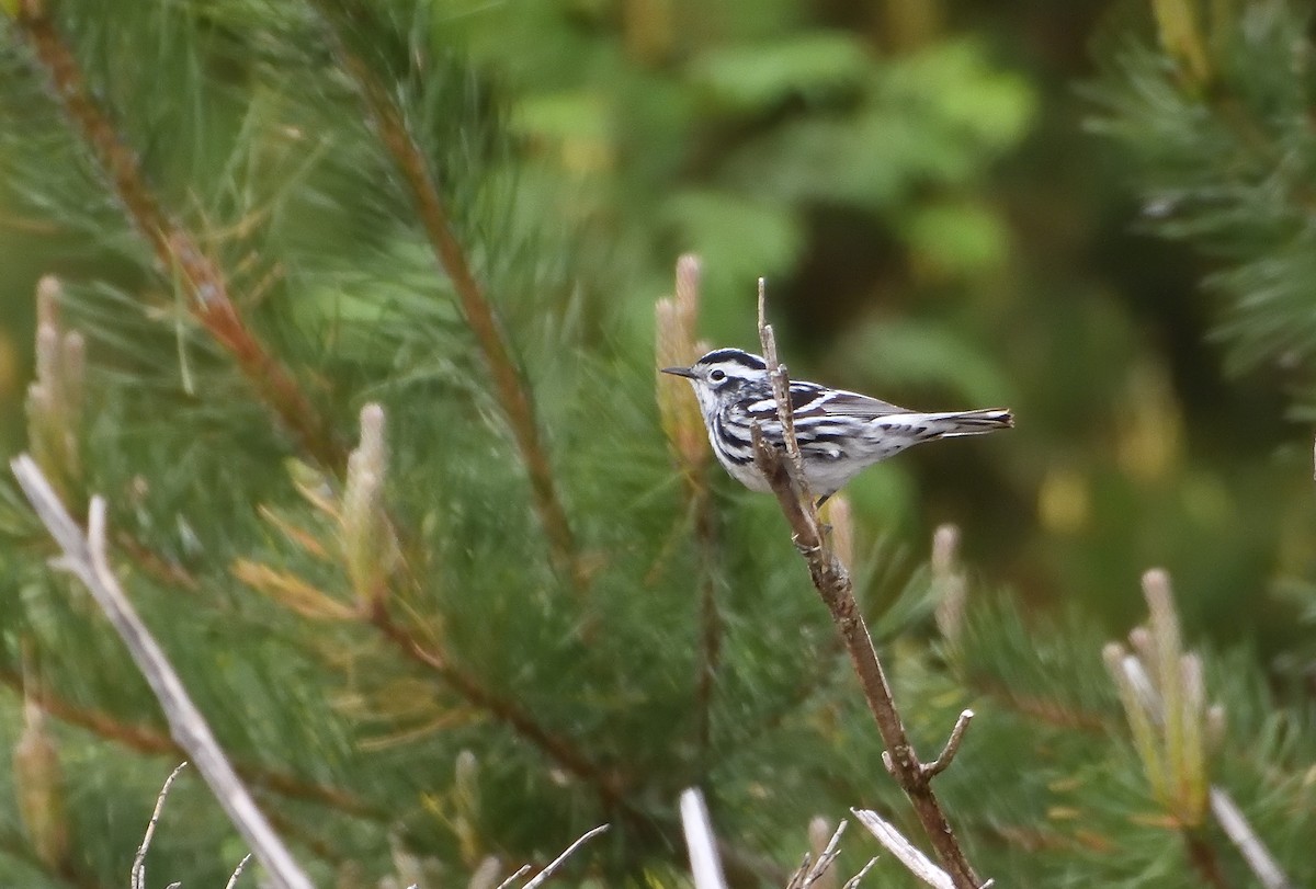 Black-and-white Warbler - Bernard LeBel