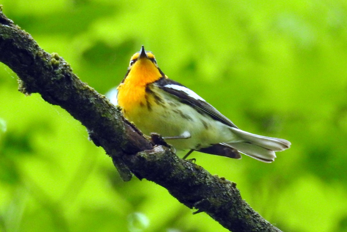 Blackburnian Warbler - ML619669143