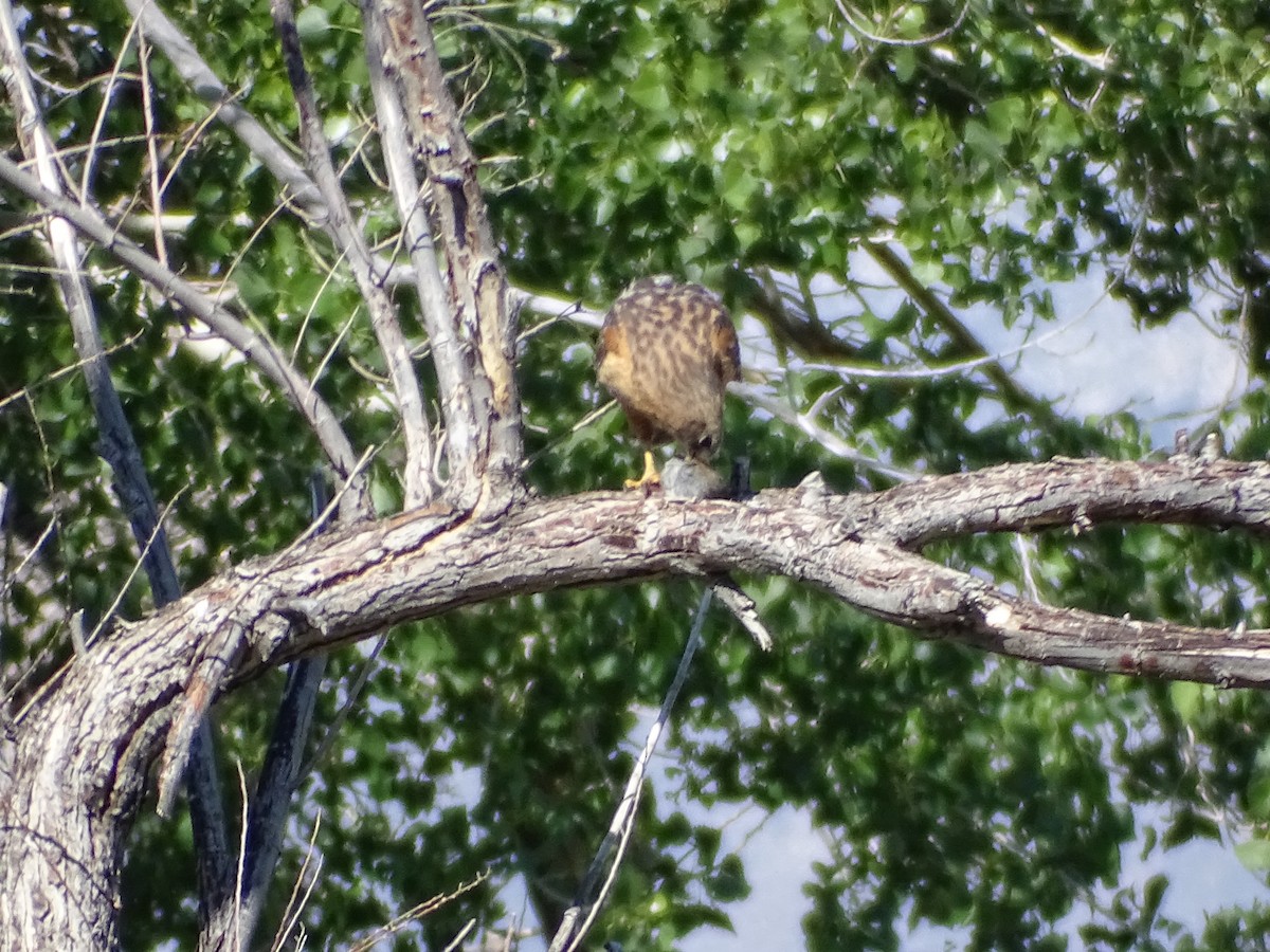 Red-shouldered Hawk - Rosie Howard