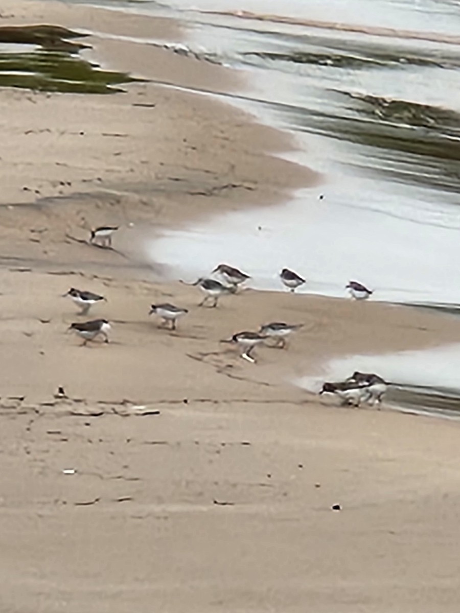 Sanderling - Jeff Schramm