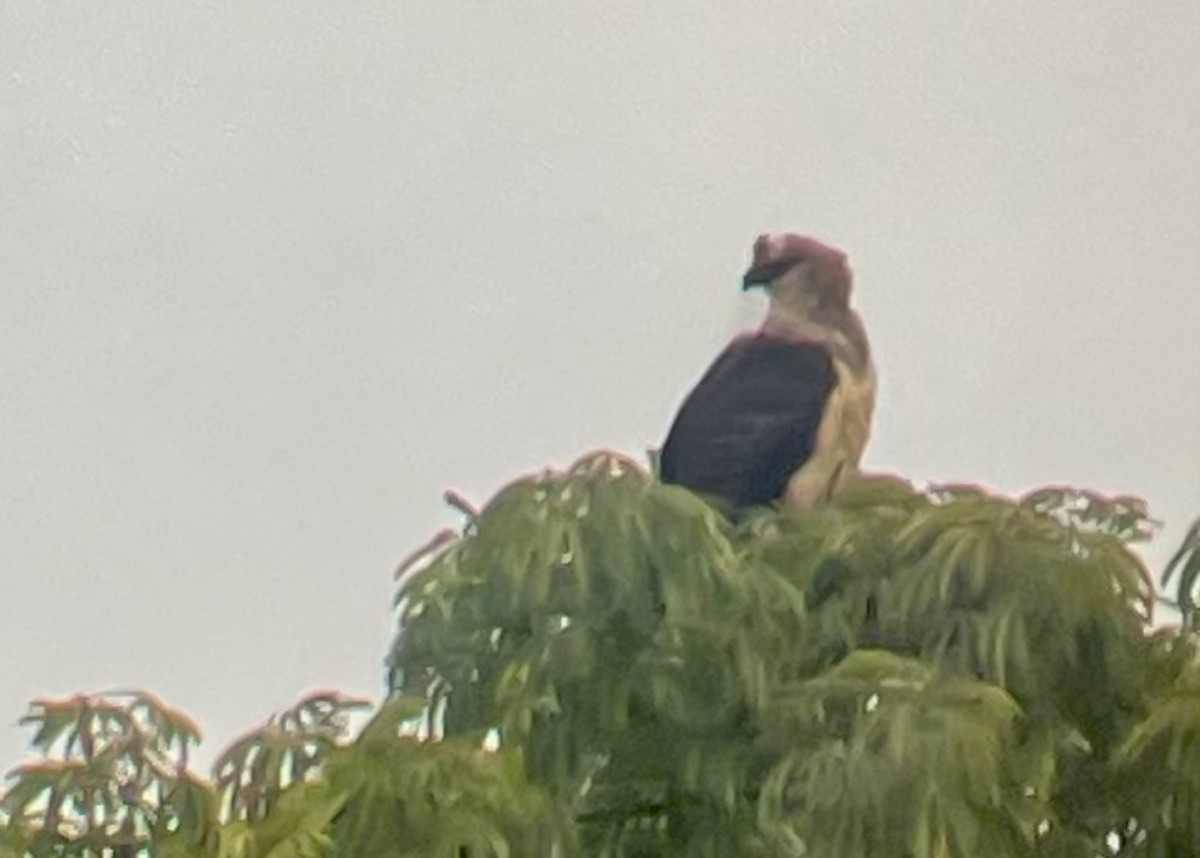 Crested Eagle - ML619669158