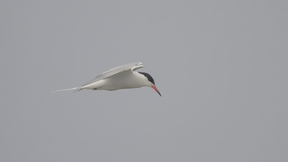 Common Tern - Kraig Cawley
