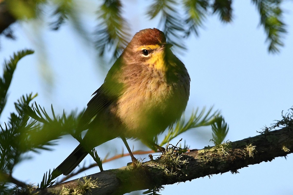 Palm Warbler (Yellow) - ML619669167