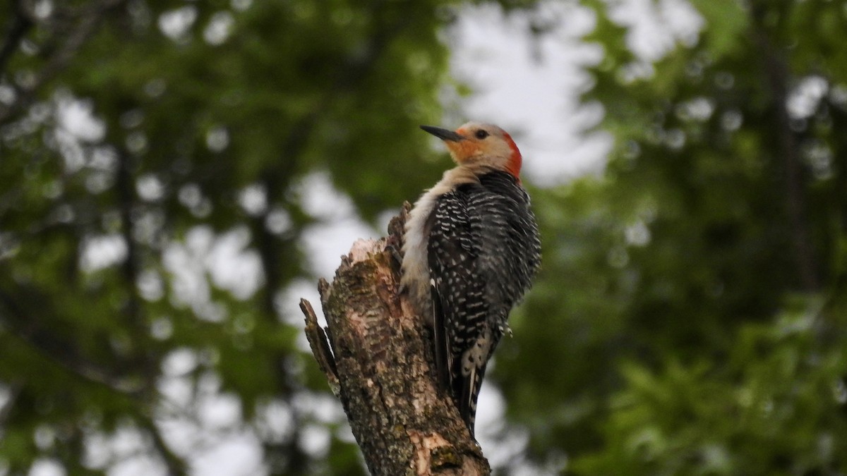 Red-bellied Woodpecker - Keith Eric Costley