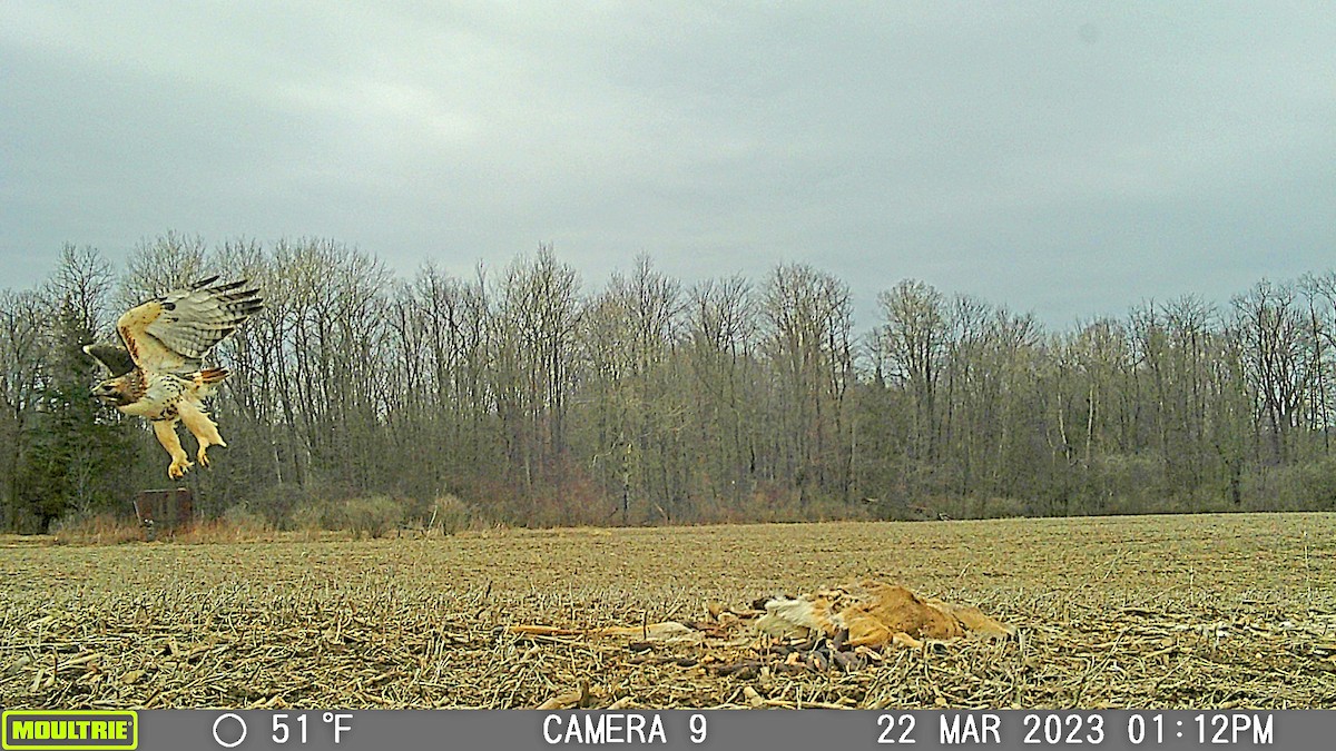 Red-tailed Hawk - Historical Erie County Pa Bird Data