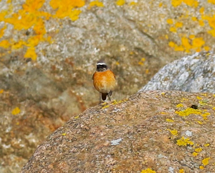 Common Redstart (Common) - sean clancy