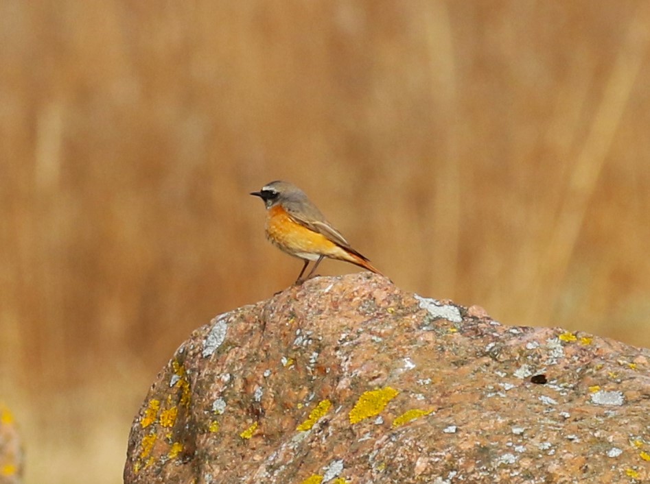 Common Redstart (Common) - sean clancy