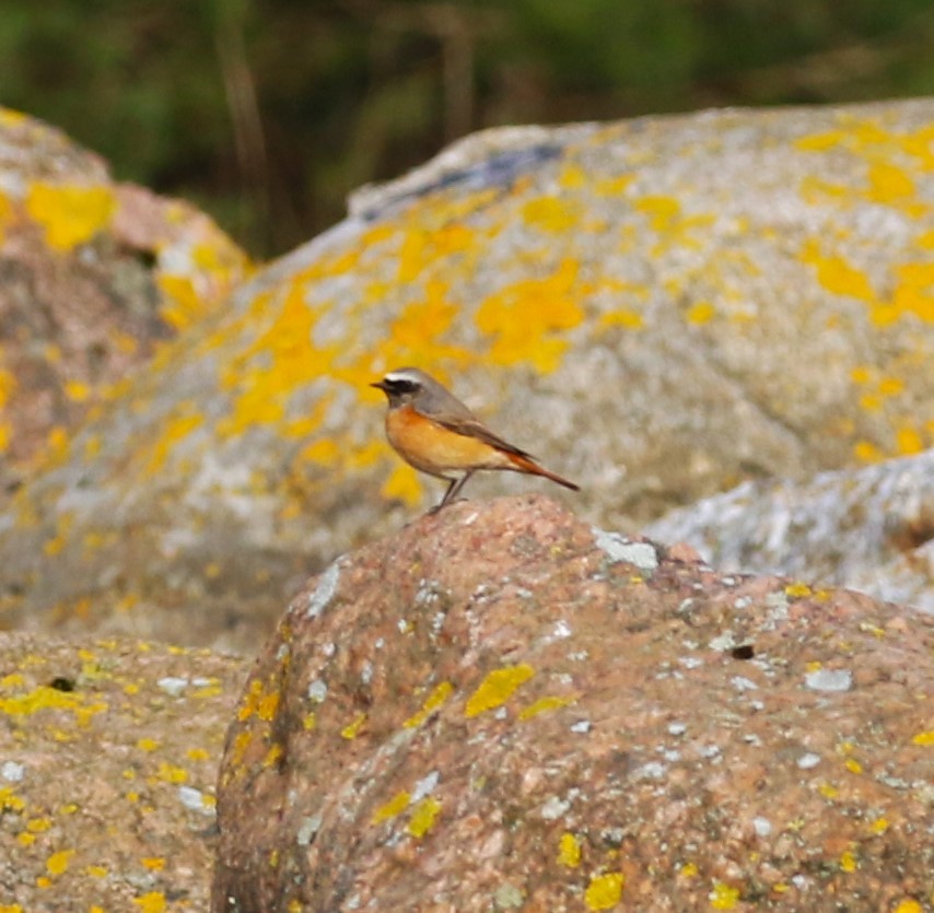 Common Redstart (Common) - sean clancy