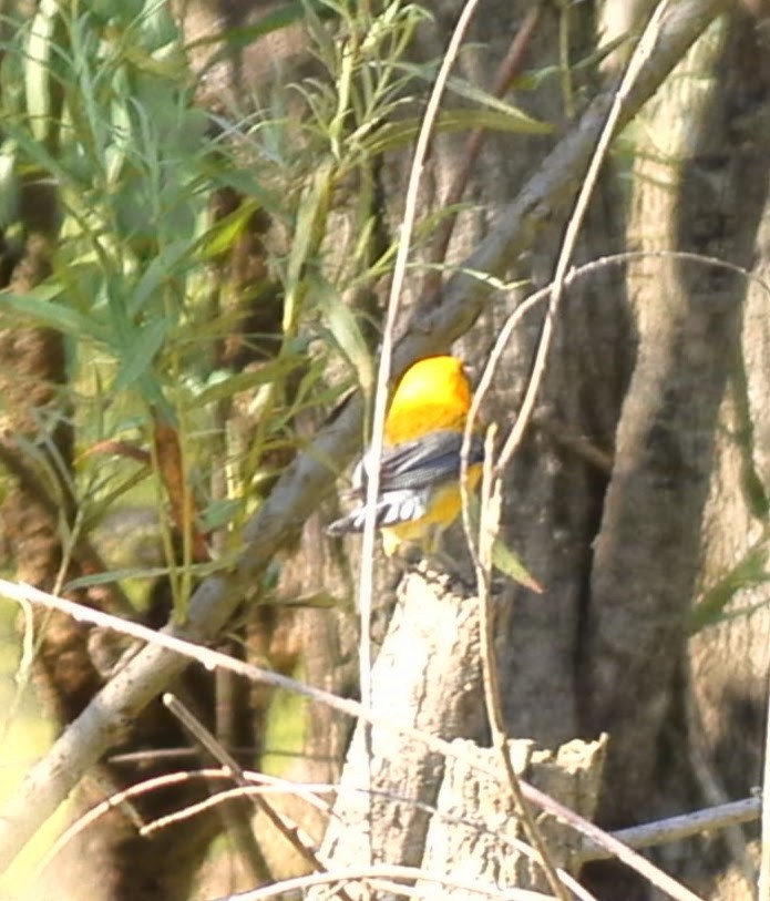 Prothonotary Warbler - Christoph Benning