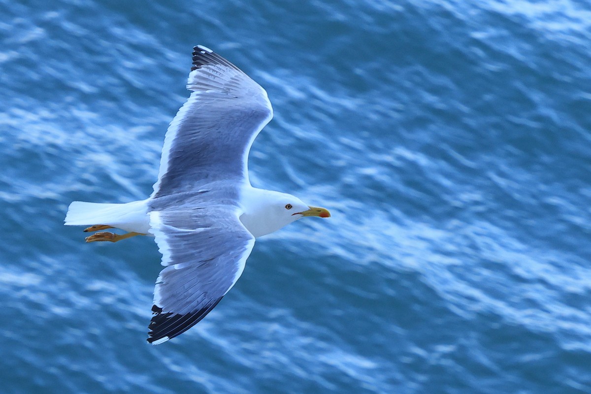 Yellow-legged Gull - Paul (Mac) Smith   🦅