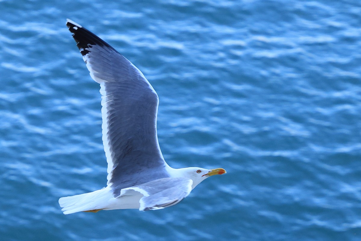 Yellow-legged Gull - Paul (Mac) Smith   🦅