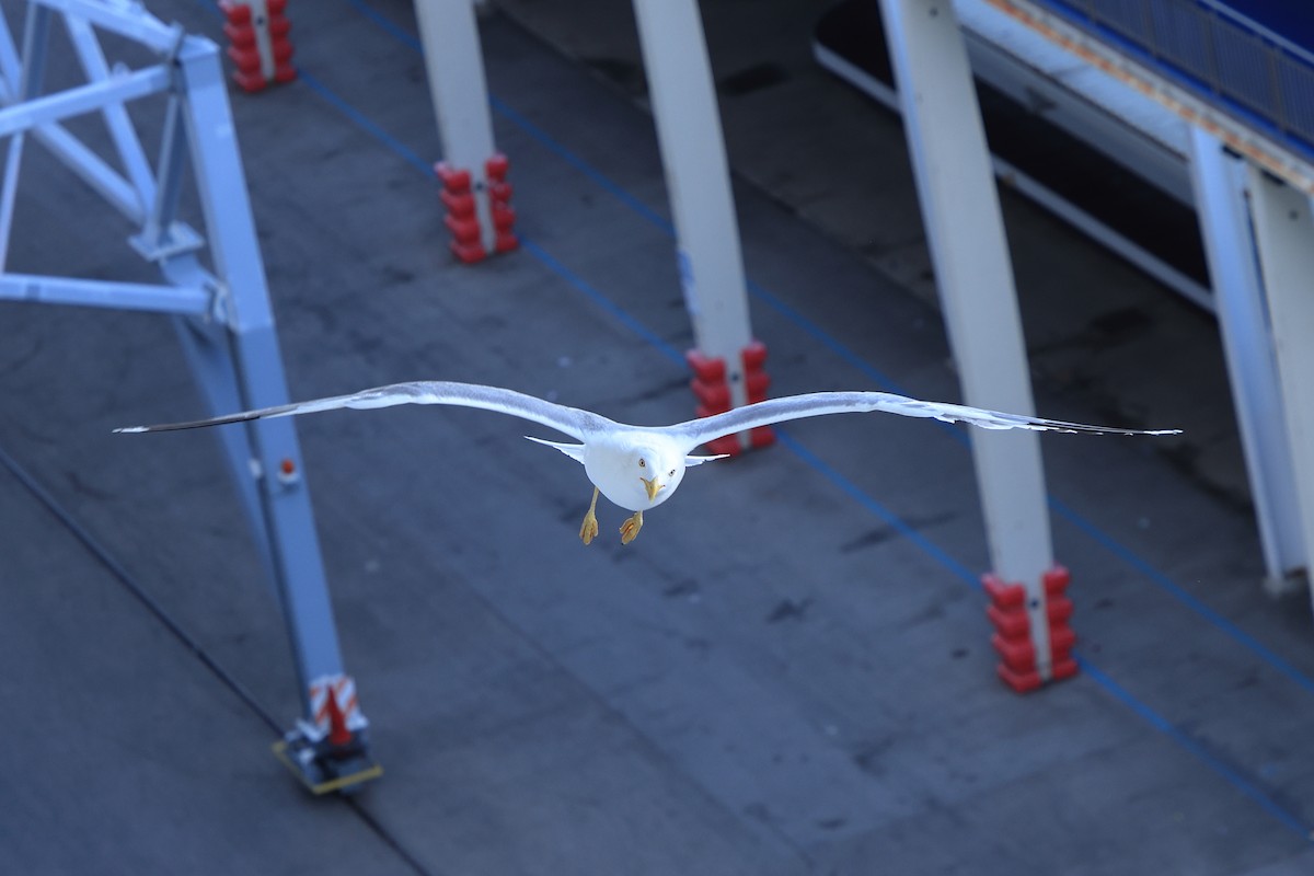 Yellow-legged Gull - ML619669187