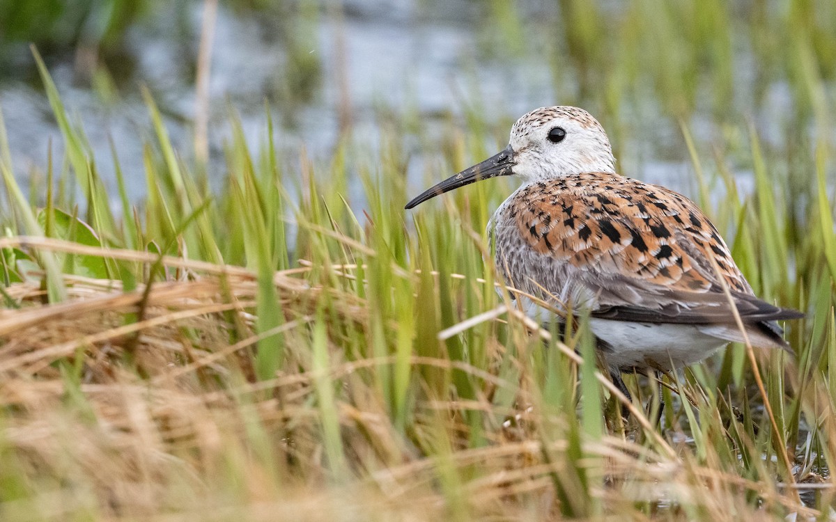 Dunlin - Vincent Giroux