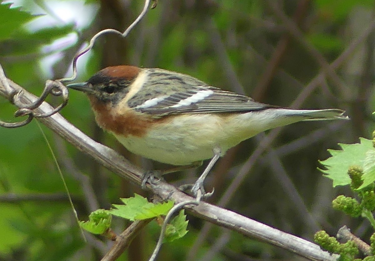 Bay-breasted Warbler - Karen McKinley