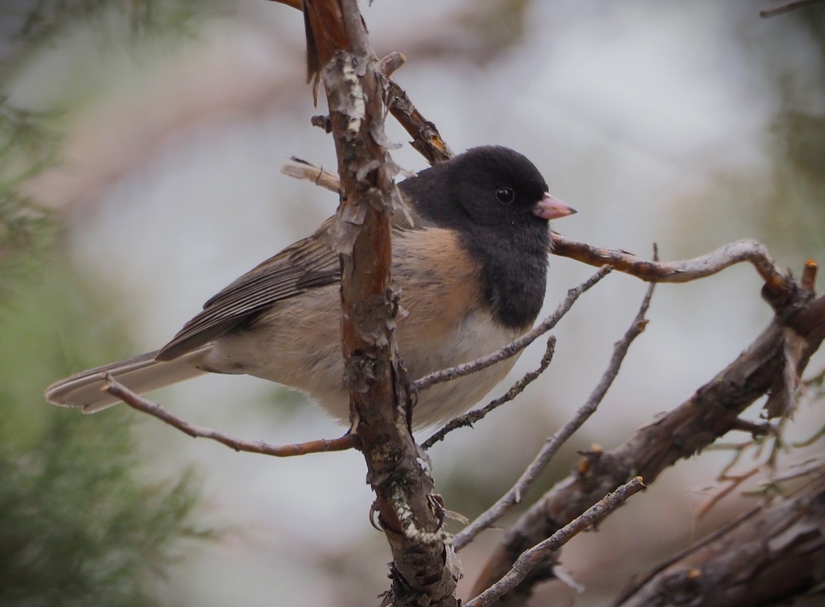 Dark-eyed Junco (Oregon) - Dick Cartwright