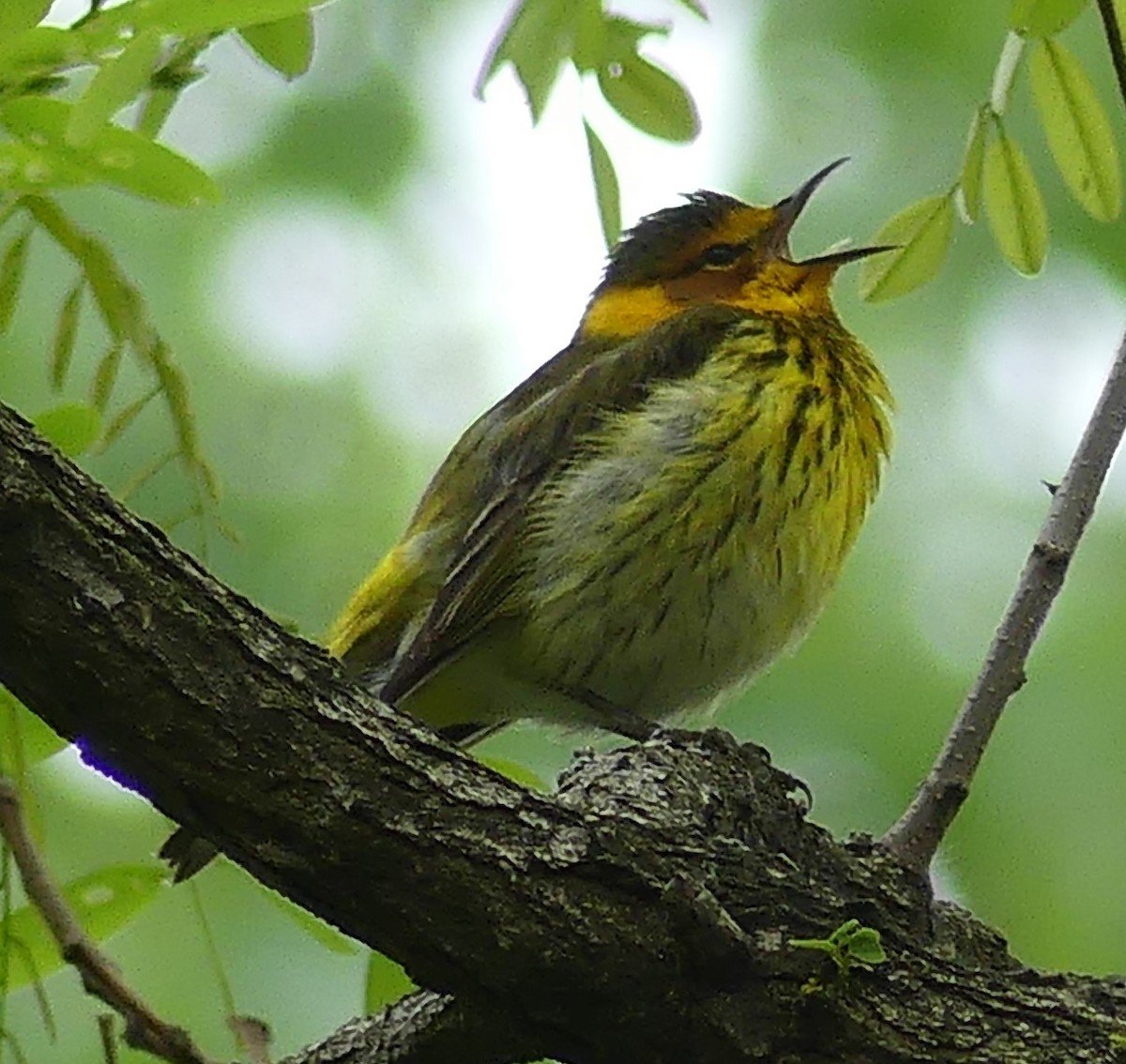 Cape May Warbler - Karen McKinley