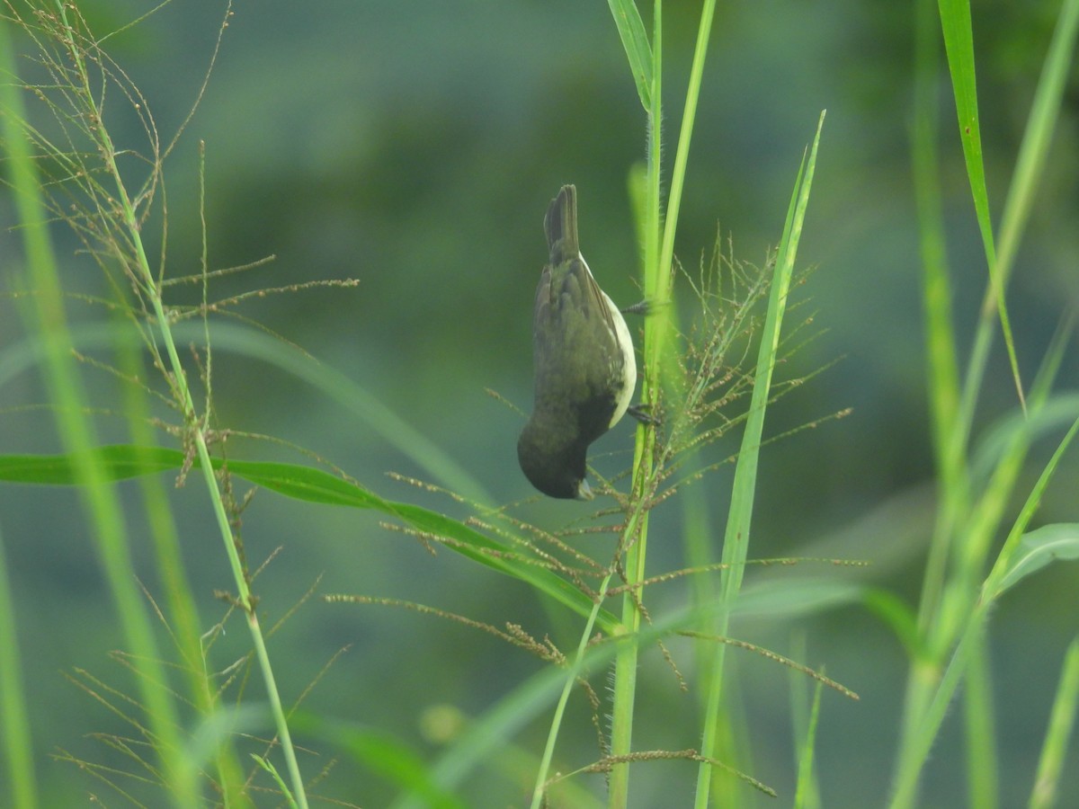 Yellow-bellied Seedeater - Johser Nature