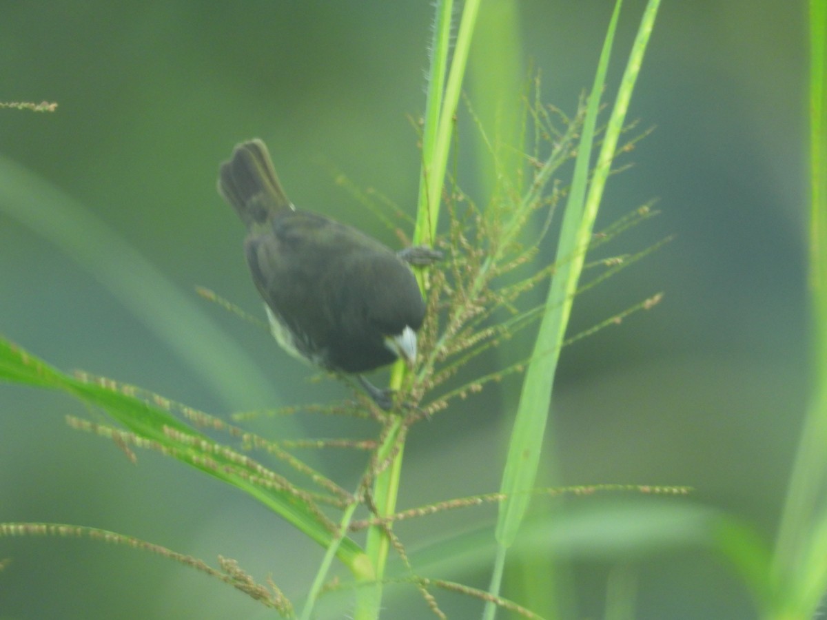 Yellow-bellied Seedeater - Johser Nature